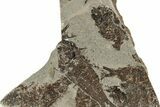 Fossil Fish (Knightia) Mortality Plate - Wyoming #257098-1